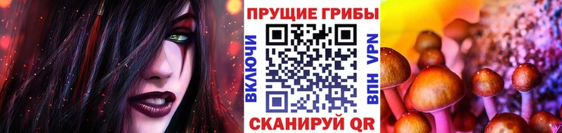 Купить где  Демидов  Псилоцибиновые грибы Psilocybe 